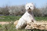 WESTIE 182